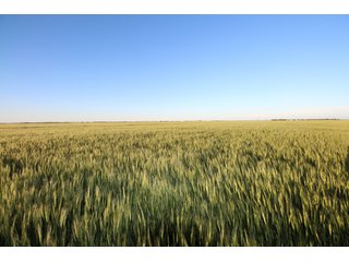 Tract 2 - Reno County, KS farmland - LAND AUCTION - 647+/- ACRES OFFERED IN 4 TRACTS IN RENO & EDWARDS COUNTY, KANSAS